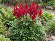 Load image into Gallery viewer, OpenPlantData Astilbe chinensis Harvandermeerrubyred