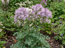 Load image into Gallery viewer, OpenPlantData Thalictrum aquilegiifolium