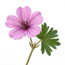 Load image into Gallery viewer, OpenPlantData Geranium cinereum Ballerina