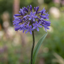 Load image into Gallery viewer, OpenPlantData Agapanthus Black Buddha