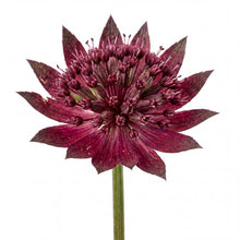 Load image into Gallery viewer, OpenPlantData Astrantia major Sparkling Stars Red