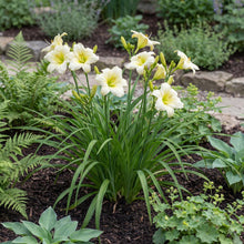 Load image into Gallery viewer, OpenPlantData Hemerocallis Joan Senior