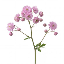 Load image into Gallery viewer, OpenPlantData Thalictrum delavayi Hewitts Double