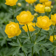 Load image into Gallery viewer, OpenPlantData Trollius x cultorum 'Superbus'