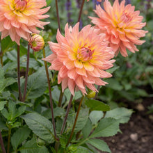 Load image into Gallery viewer, OpenPlantData Dahlia Extase