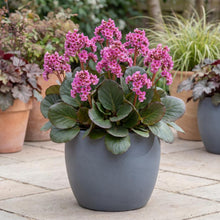 Load image into Gallery viewer, OpenPlantData Bergenia Winterglow