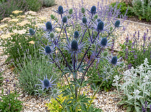 Load image into Gallery viewer, OpenPlantData Eryngium Big Blue