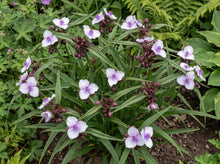 Load image into Gallery viewer, OpenPlantData Tradescantia Bilberry Ice