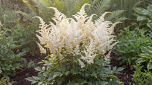 Load image into Gallery viewer, OpenPlantData Astilbe Brautschleier