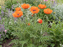 Load image into Gallery viewer, OpenPlantData Papaver Orientale Harvest Moon