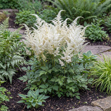 Load image into Gallery viewer, OpenPlantData Astilbe Brautschleier