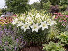 Load image into Gallery viewer, OpenPlantData Lilium Gwenn
