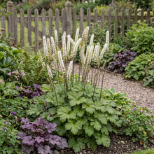 Load image into Gallery viewer, OpenPlantData Actaea japonica Silver Dance