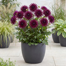 Load image into Gallery viewer, OpenPlantData Dahlia Purple Gem