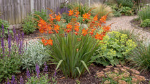 Load image into Gallery viewer, OpenPlantData Crocosmia × crocosmiiflora Babylon