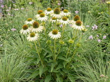 Load image into Gallery viewer, OpenPlantData Echinacea purpurea White Swan