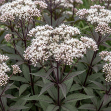 Load image into Gallery viewer, OpenPlantData Eupatorium Blind Date