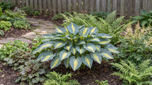 Load image into Gallery viewer, OpenPlantData Hosta Touch of Class