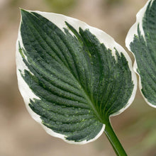 Load image into Gallery viewer, OpenPlantData Hosta Minuteman