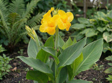 Load image into Gallery viewer, OpenPlantData Canna Tropical Yellow