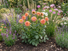 Load image into Gallery viewer, OpenPlantData Dahlia Summer Sunset