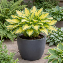 Load image into Gallery viewer, OpenPlantData Hosta Forbidden Fruit