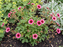 Load image into Gallery viewer, OpenPlantData Potentilla nepalensis 'Miss Willmott'