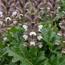 Load image into Gallery viewer, OpenPlantData Acanthus Mornings Candle