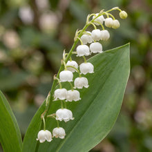 Load image into Gallery viewer, OpenPlantData Convallaria majalis Prolificans