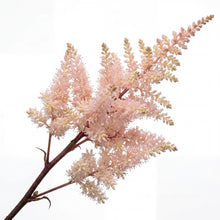 Load image into Gallery viewer, OpenPlantData Astilbe Chinensis Cookie Monsters Favourite