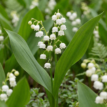 Load image into Gallery viewer, OpenPlantData Convallaria majalis