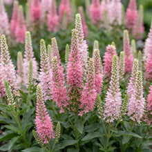 Load image into Gallery viewer, OpenPlantData Veronica Pink Marshmallow