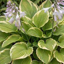Load image into Gallery viewer, OpenPlantData Hosta Fragrant Bouquet