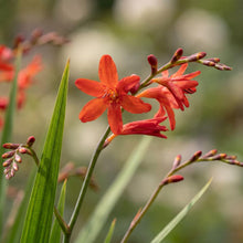 Load image into Gallery viewer, OpenPlantData Crocosmia Miss Scarlet