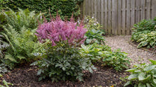 Load image into Gallery viewer, OpenPlantData Astilbe Black Pearls