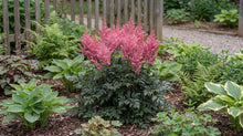 Load image into Gallery viewer, OpenPlantData Astilbe chinensis Vision in Pink