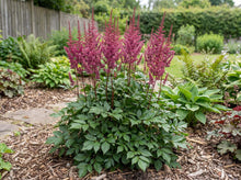 Load image into Gallery viewer, OpenPlantData Astilbe Maggie Daley