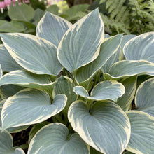 Load image into Gallery viewer, OpenPlantData Hosta Tardiana Group El Nino