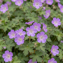 Load image into Gallery viewer, OpenPlantData Geranium Bloom Time