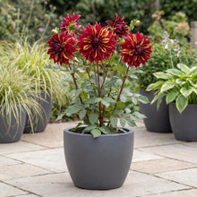 Load image into Gallery viewer, OpenPlantData Dahlia Bohemian Spartacus
