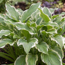Load image into Gallery viewer, OpenPlantData Hosta Undulata Albomarginata