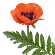 Load image into Gallery viewer, OpenPlantData Papaver orientale Beauty of Livermere
