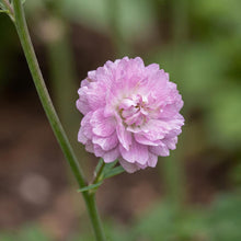 Load image into Gallery viewer, OpenPlantData Thalictrum delavayi Hewitts Double