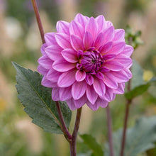 Load image into Gallery viewer, OpenPlantData Dahlia Blue Bell