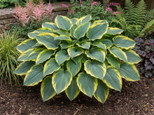 Load image into Gallery viewer, OpenPlantData Hosta First Frost