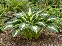 Load image into Gallery viewer, OpenPlantData Hosta Night Before Christmas