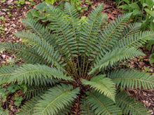 Load image into Gallery viewer, OpenPlantData Polystichum Acrostichoides