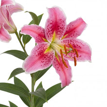 Load image into Gallery viewer, OpenPlantData Lilium Star Gazer