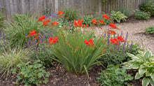 Load image into Gallery viewer, OpenPlantData Crocosmia crocosmiiflora Red King