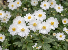 Load image into Gallery viewer, OpenPlantData Anemone Whirlwind